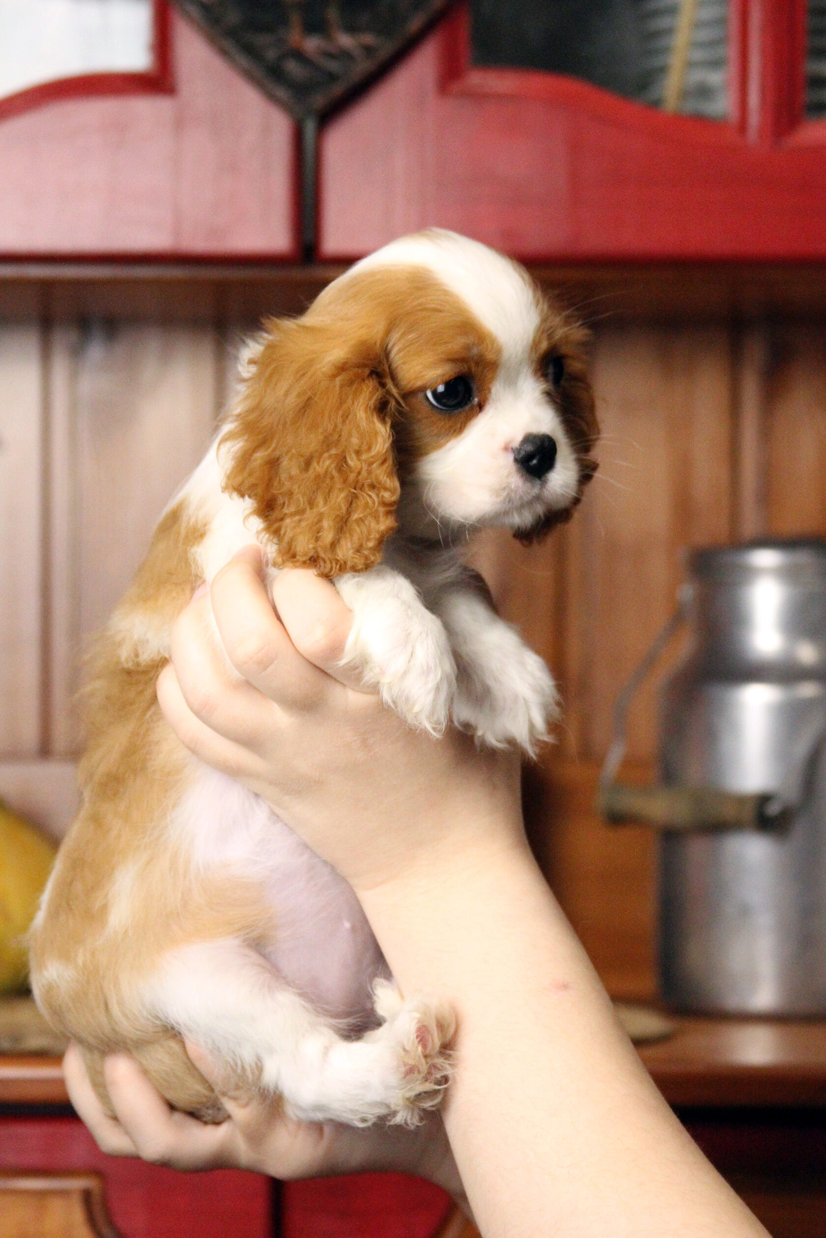 рыже-белый щенок спаниеля