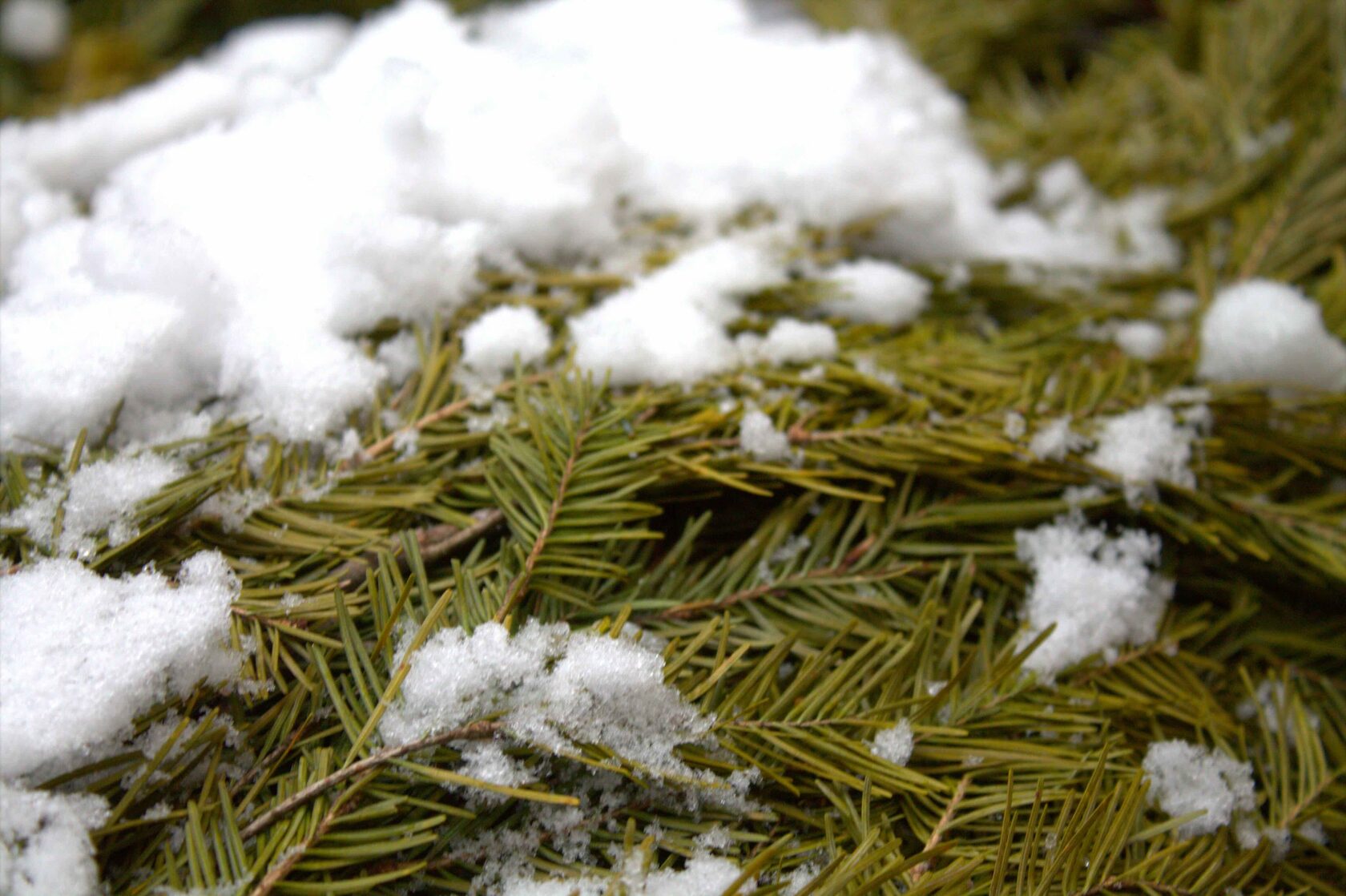 Программа ХВОЙНАЯ