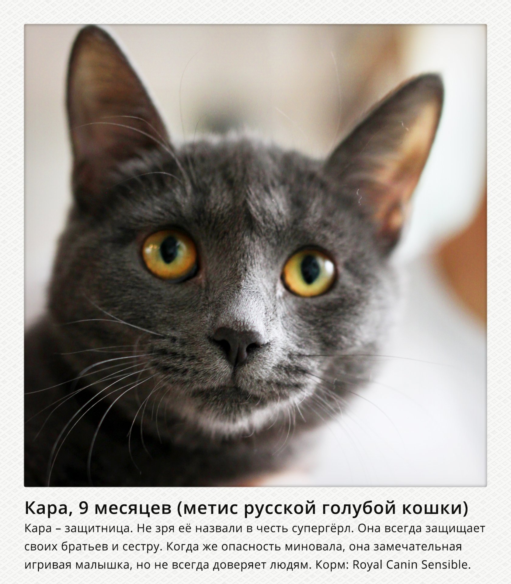 Поговорим о кошках41