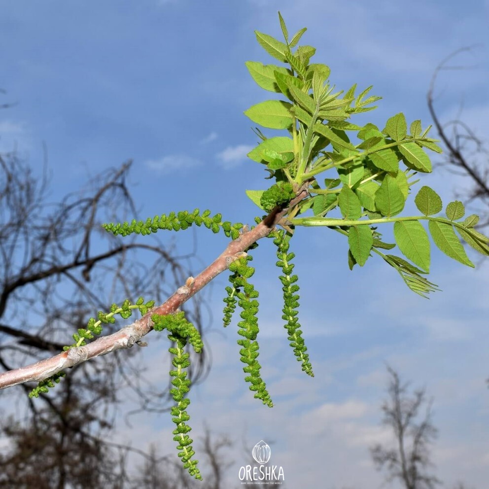 Juglans microcarpa Texas black walnut small tree dark bark limestone gorge