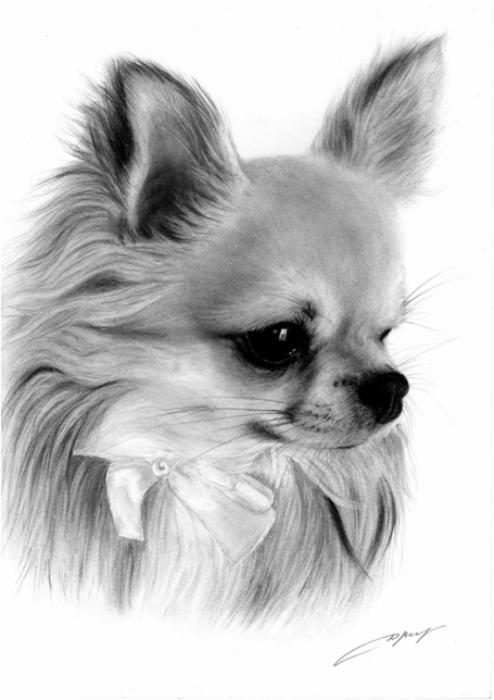 Pet Portrait Wildlife Artist Danguole Serstinskaja Chihuahua
