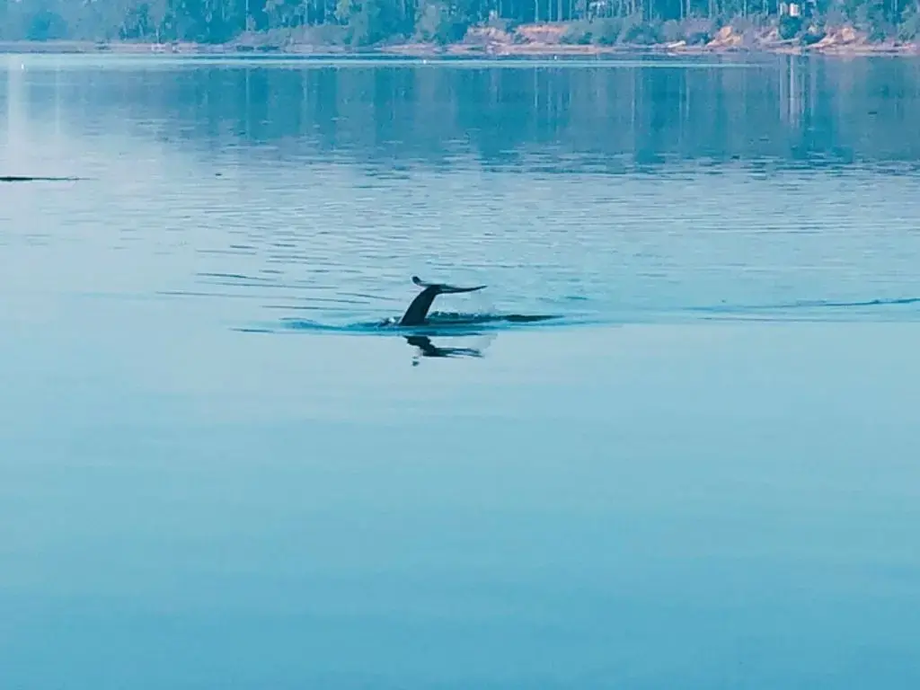 дельфинов в дикой природе