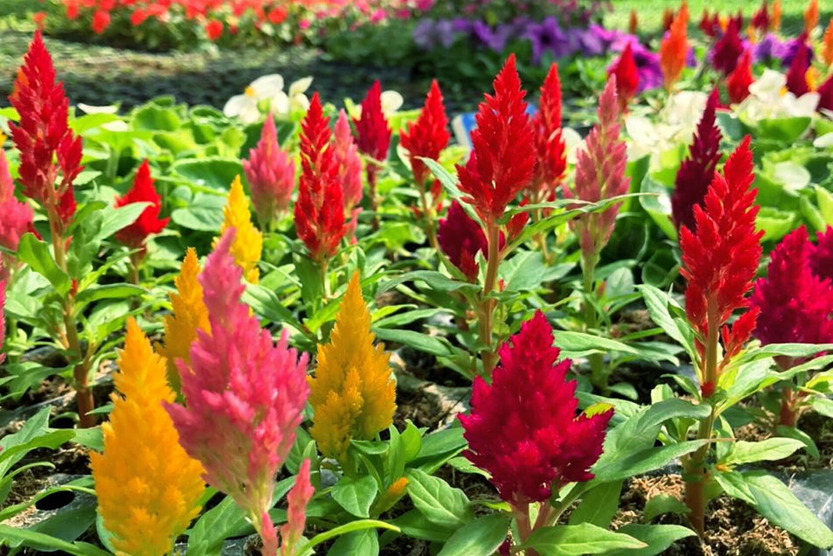 купить целозию