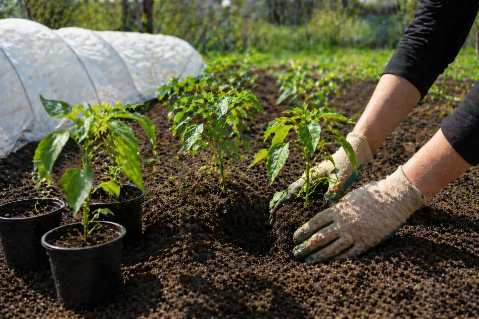 Когда высаживать перец в открытый грунт