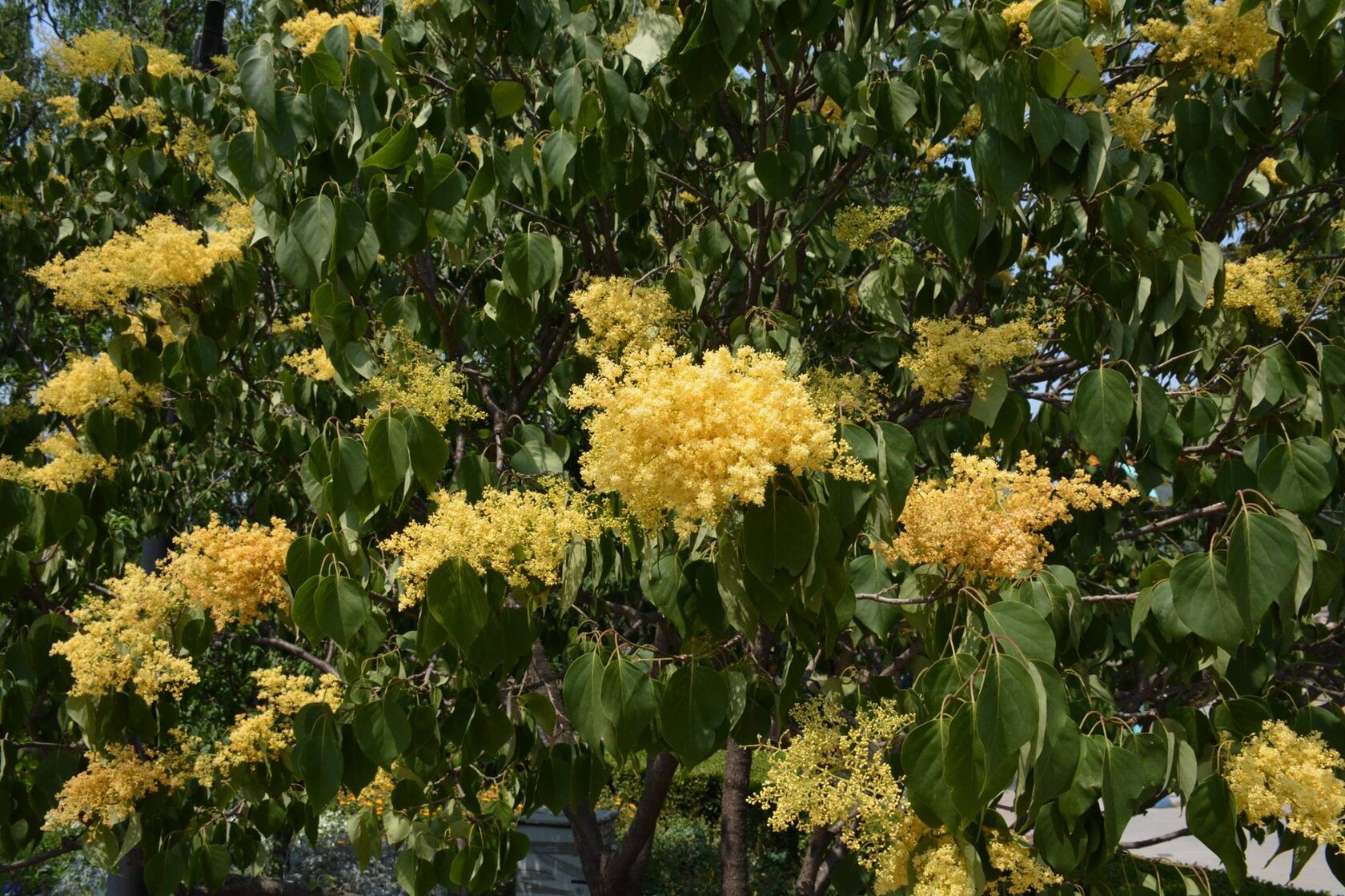 сирень пекинская Беджин Голд (syringa pekinensis Beijing Gold)