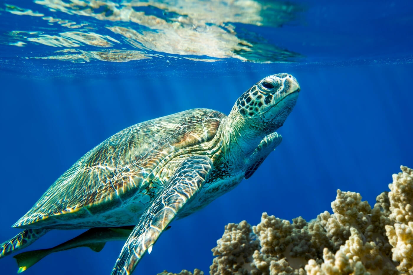 Морская черепаха Caretta caretta
