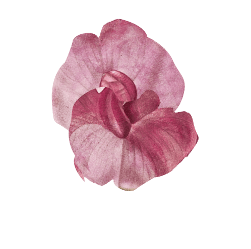 натуральная косметика, магазин профессиональной косметики, крем для ног, крем для ног с мочевиной, крем для ног купить, масло для ногтей, масло монарды для ногтей, масло для ногтей купить, косметика для ногтей, дезодорант для ног