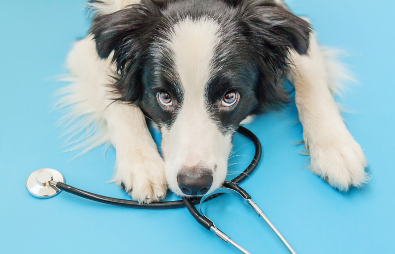 Профилактика заболеваний у питомцев: Почему важно делать диспансеризацию