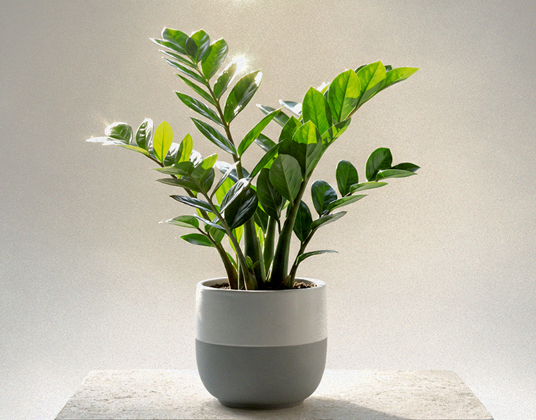 Glossy ZZ plant thriving in a low-light bedroom corner