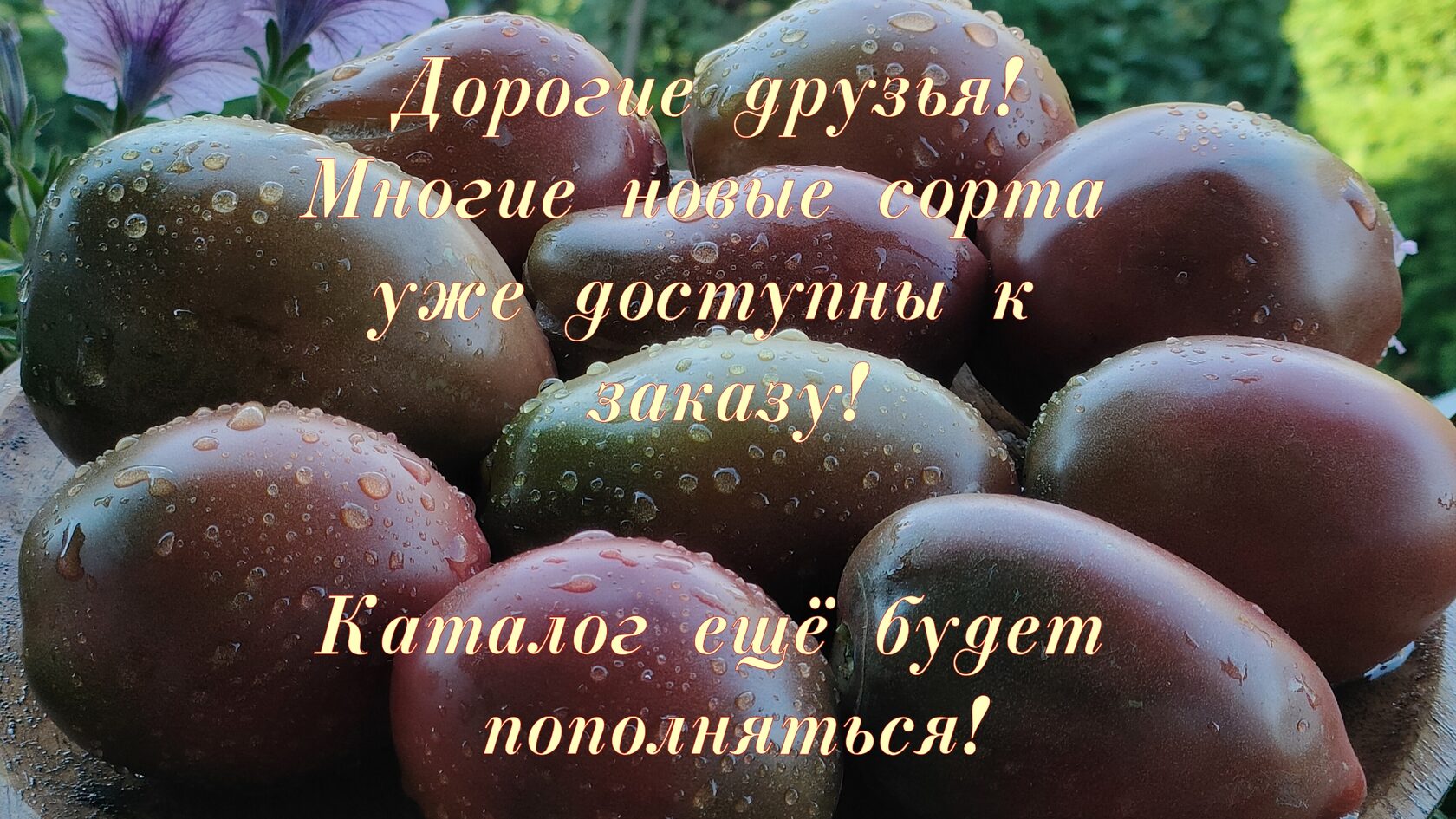 Tomatosemena - коллекционные сорта томатов со всего мира от Елены ...