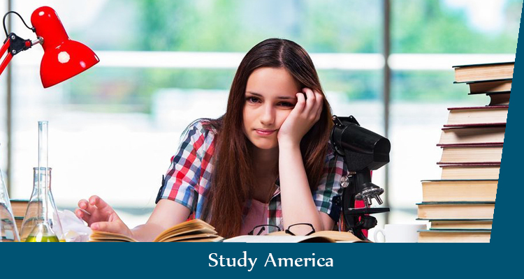 Study тесты. Study America. Study America цены.