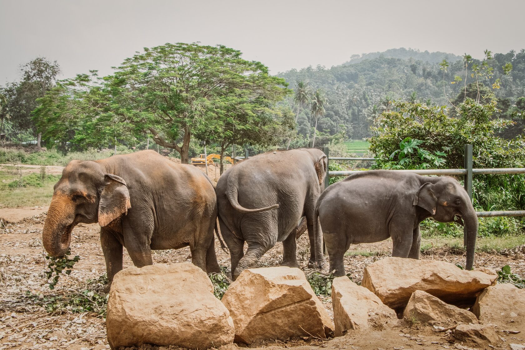 Самый дорогой кофе в мире получают из помета слонов