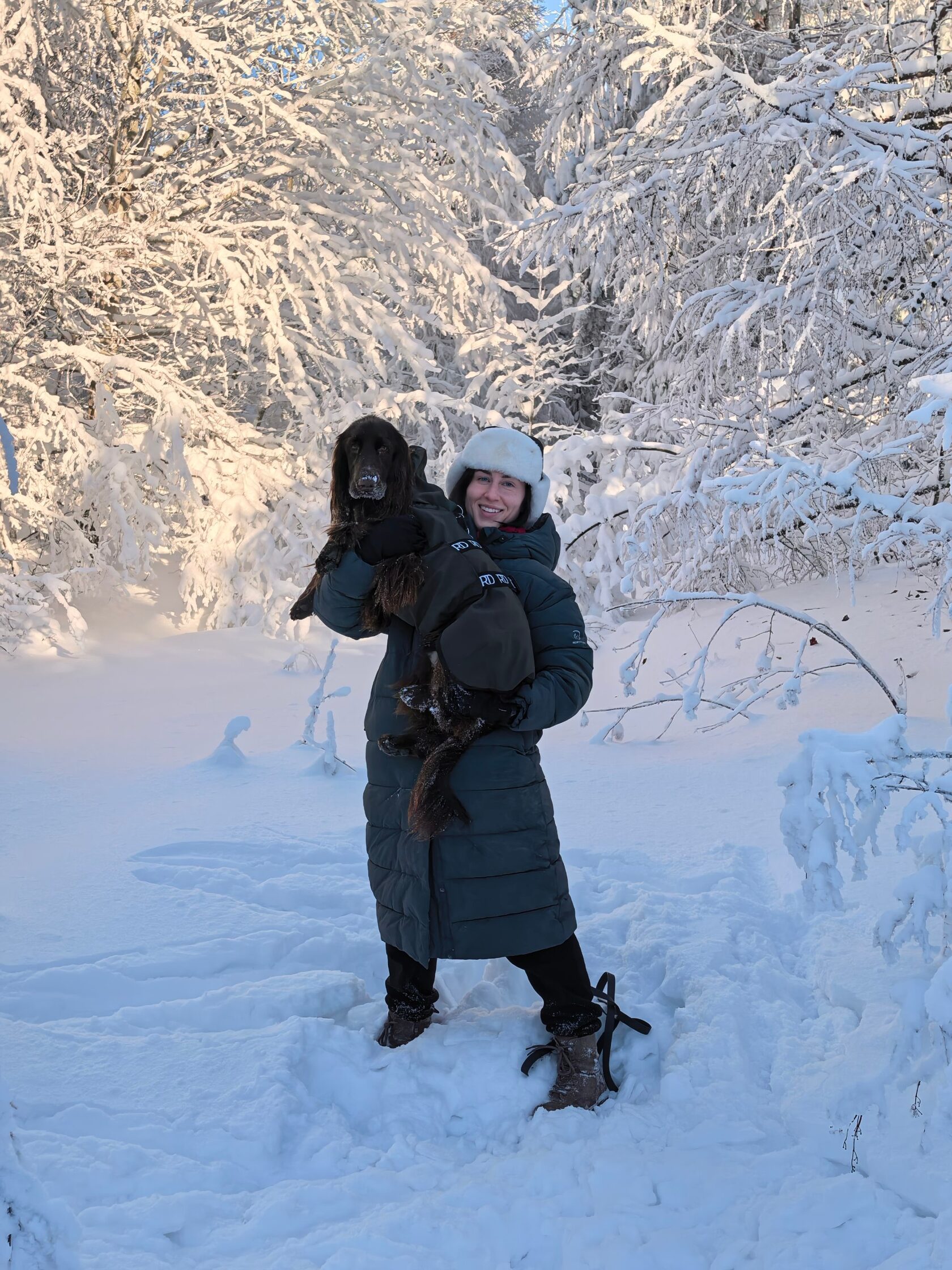 филд спаниель лучшая собака компаньон