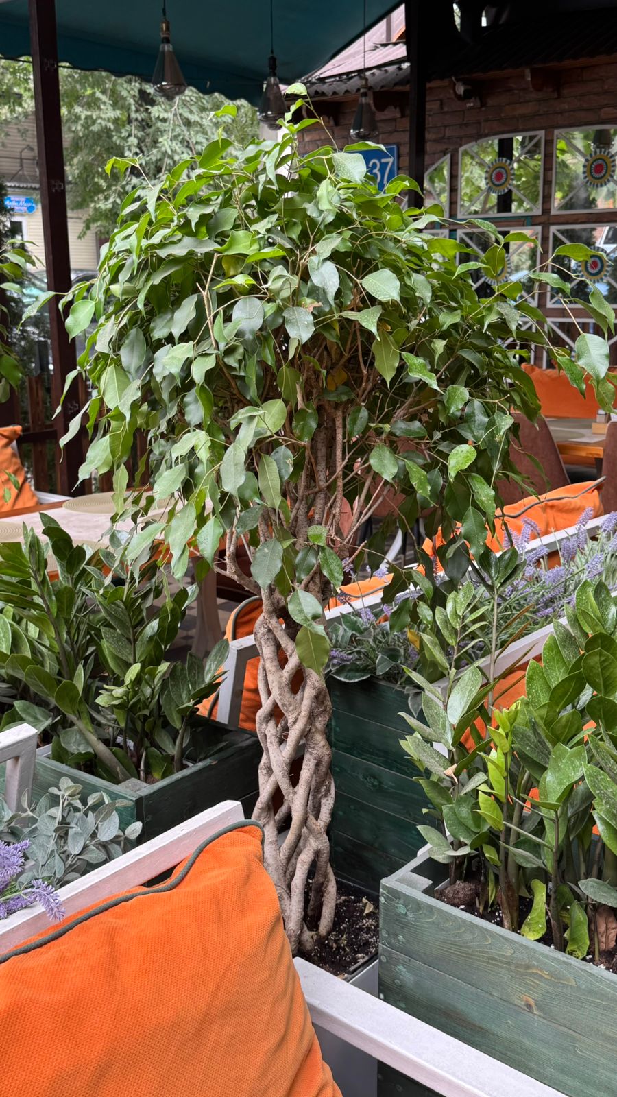 Фикус Лирата