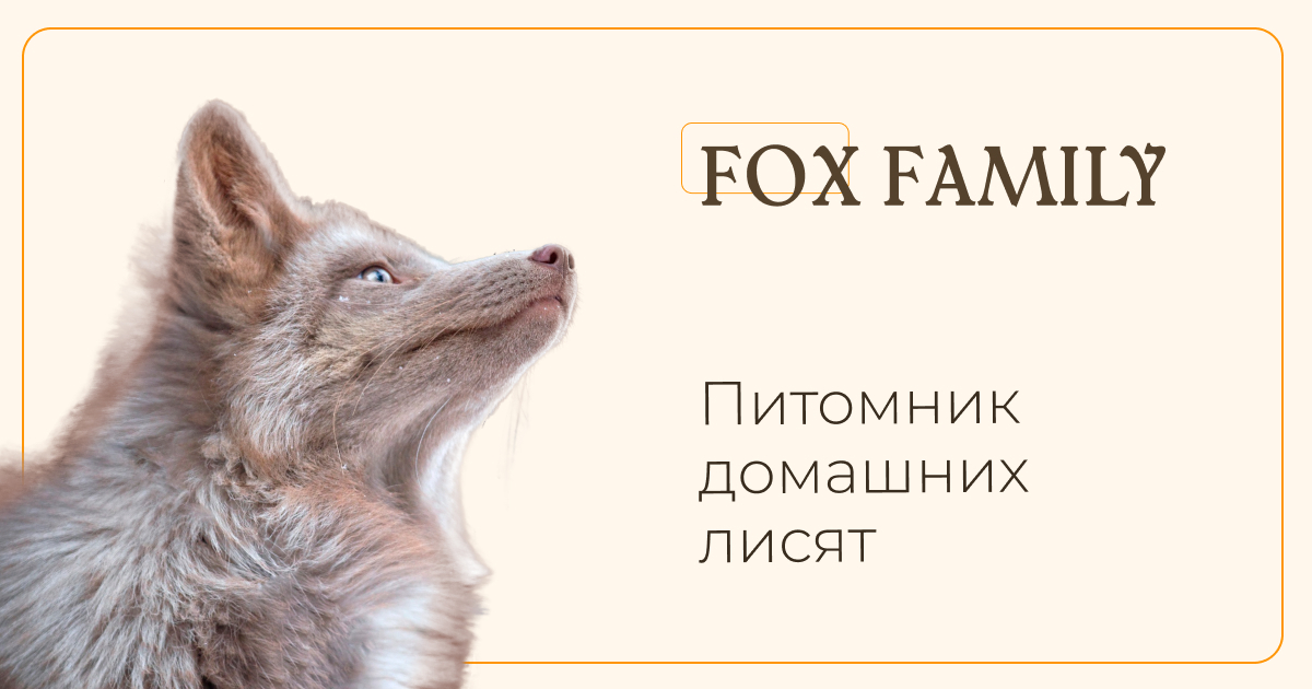 Домашние лисы - купить лисенка в питомнике | Купить ручную лису