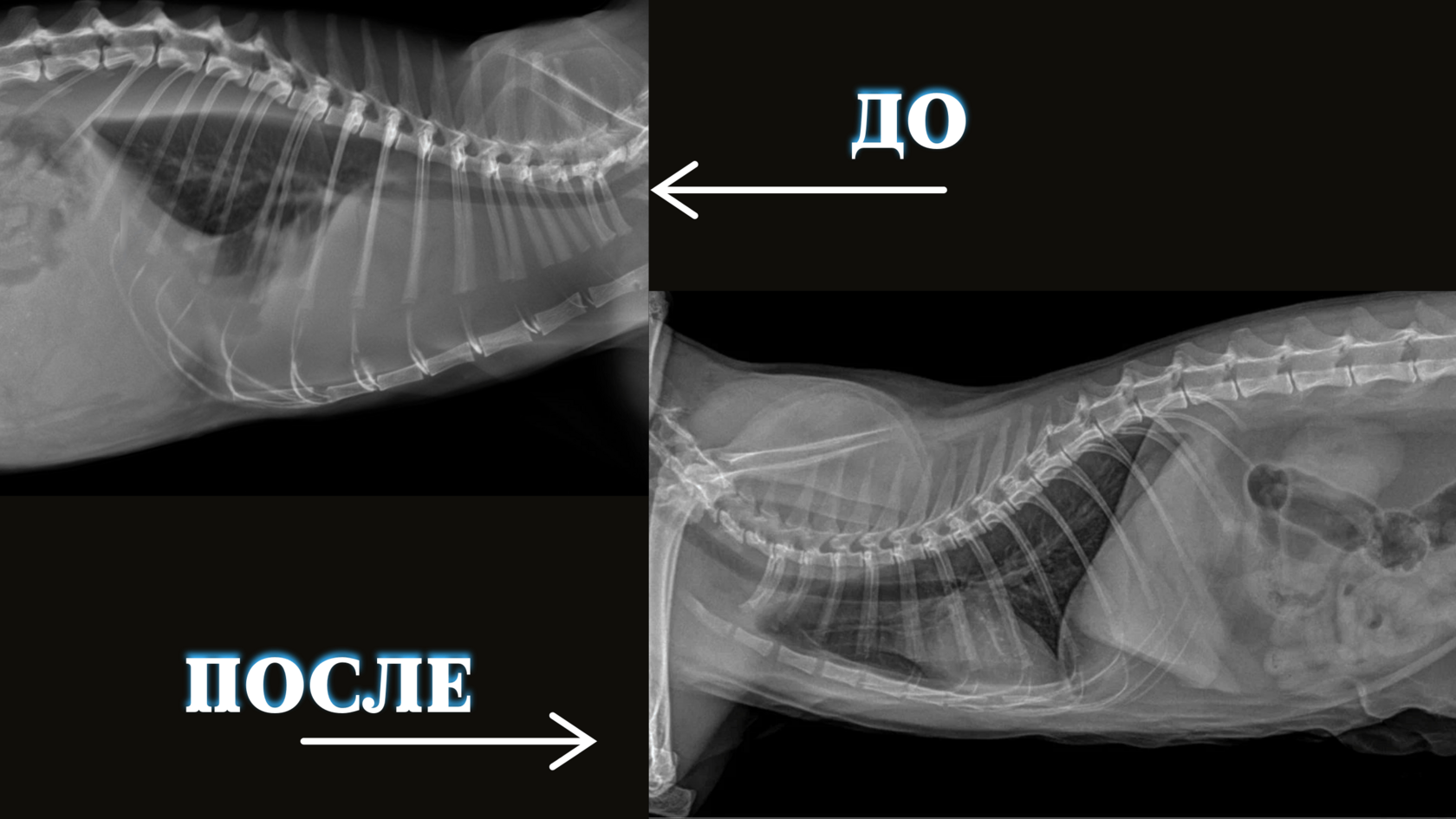 Кот Гурчик до и после лечения инфекционного перитонита кошек - результат онлайн ветеринарной консультации