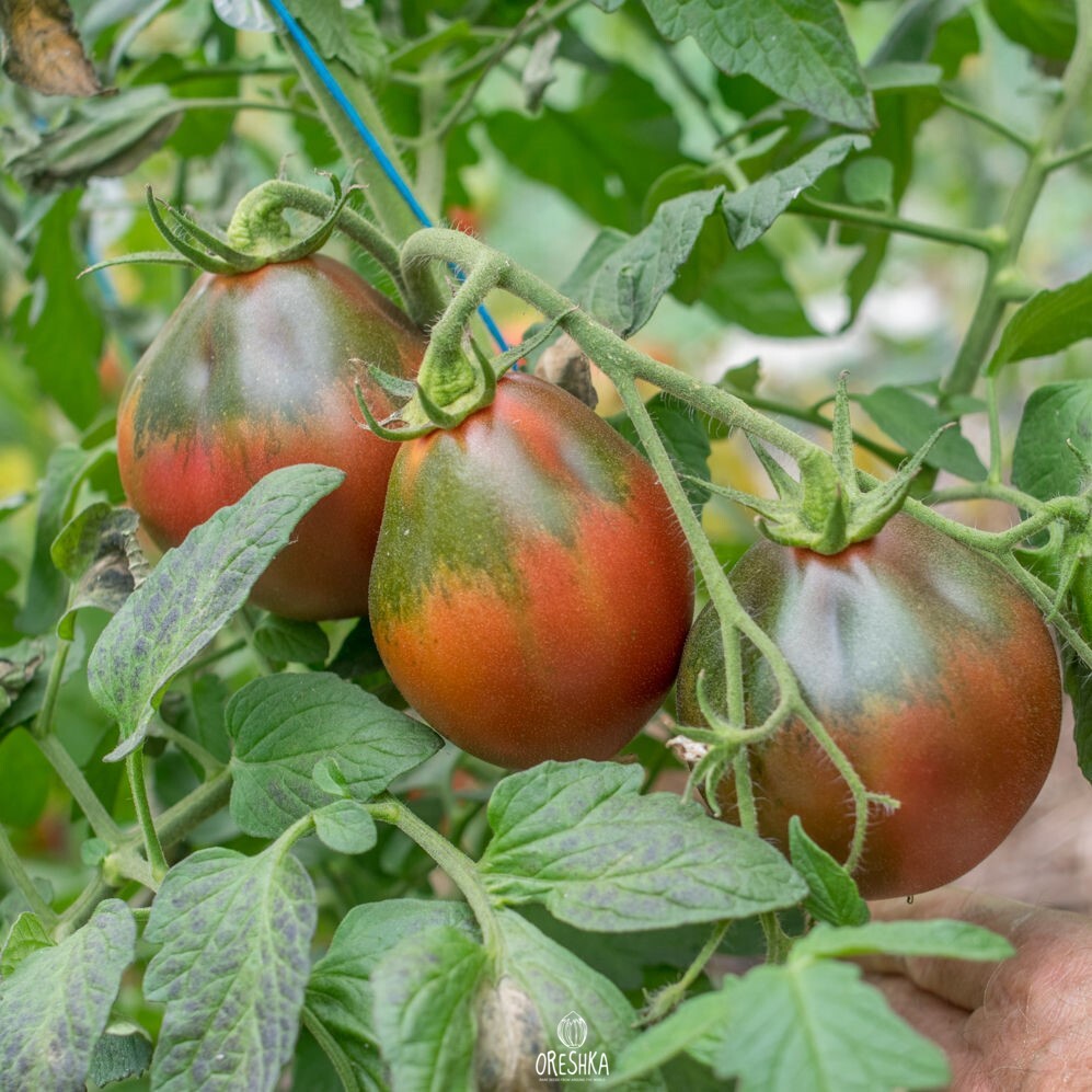 Помидоры винный кувшин описание сорта фото