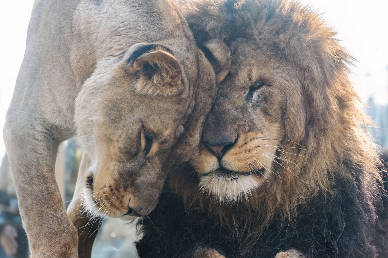 Animal couple. Лев и львица. Влюбленные львы. Львы любовь. Объятия животных.