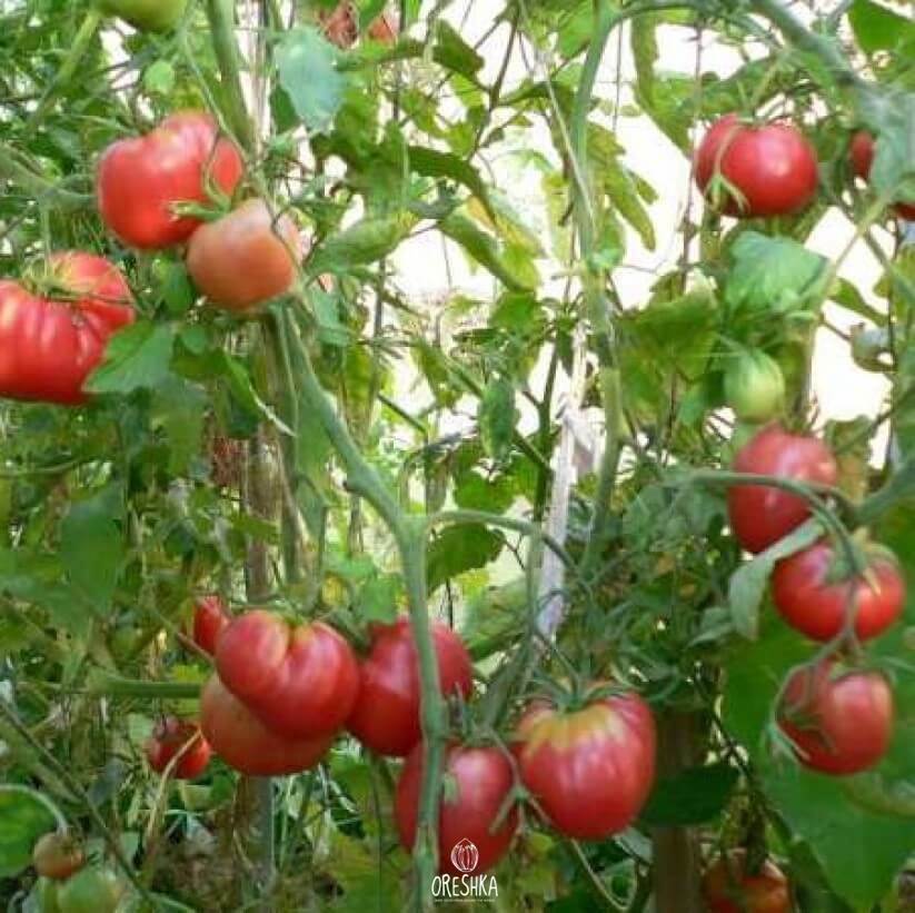 Seeds of Tomato Pavlovskaya Rose (solanum lycopersicum) — 10 pcs