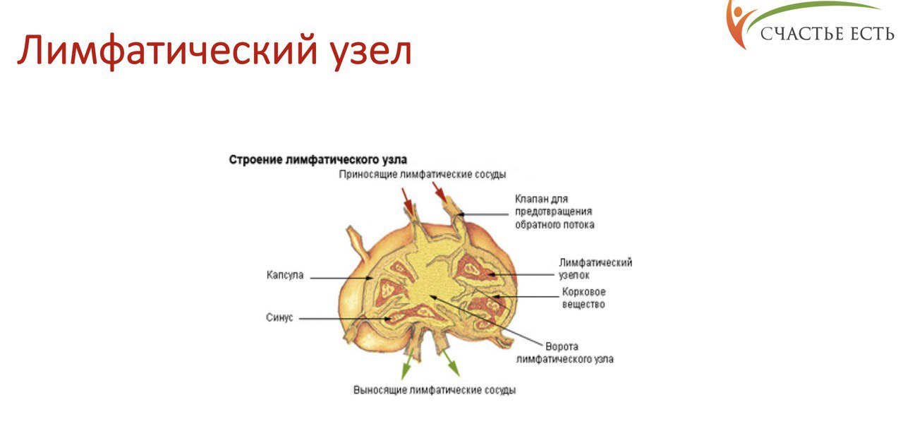 Схема строения лимфатических узлов