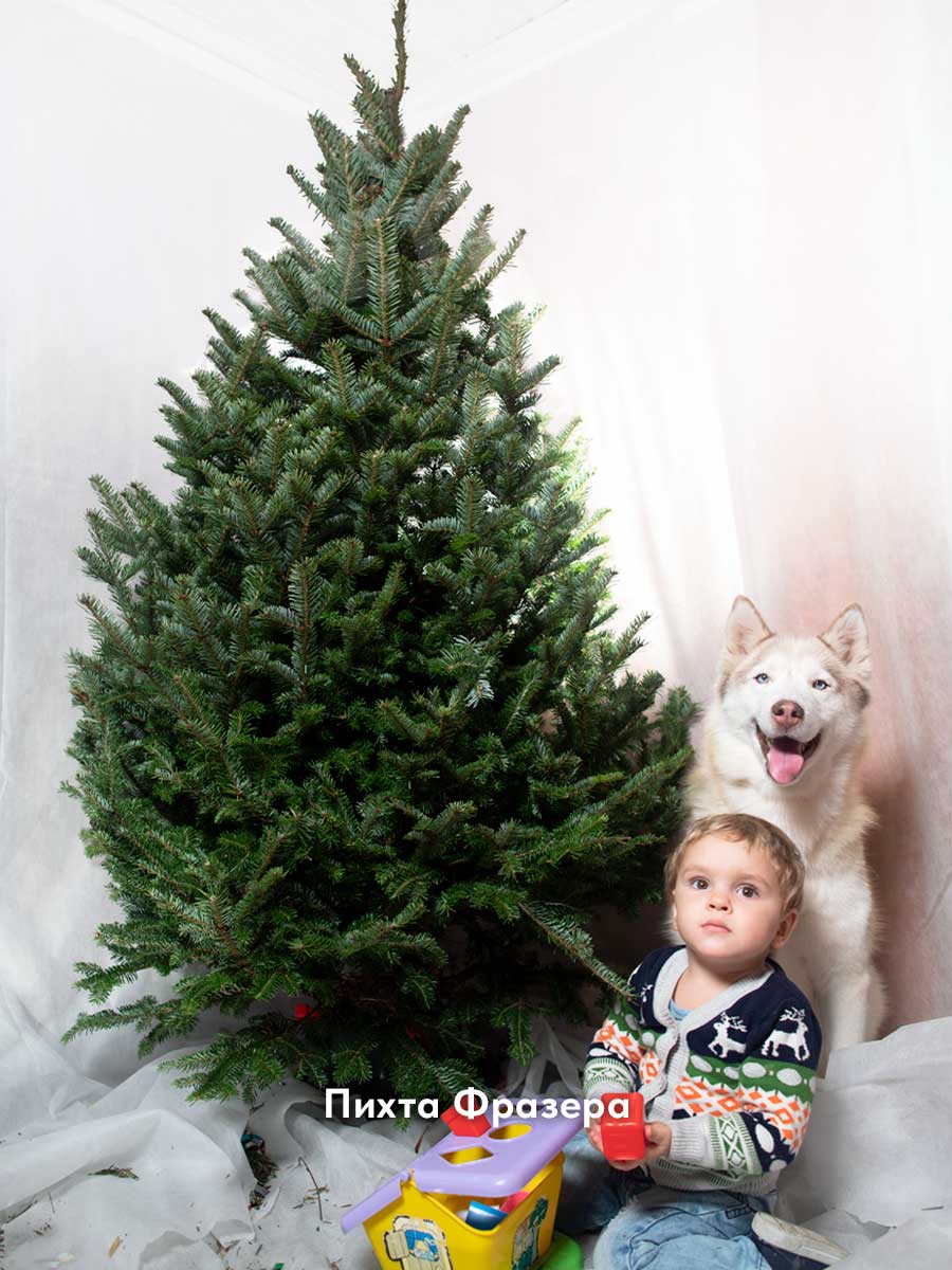 Купить живую елку в СПБ – Петроёлки.ру