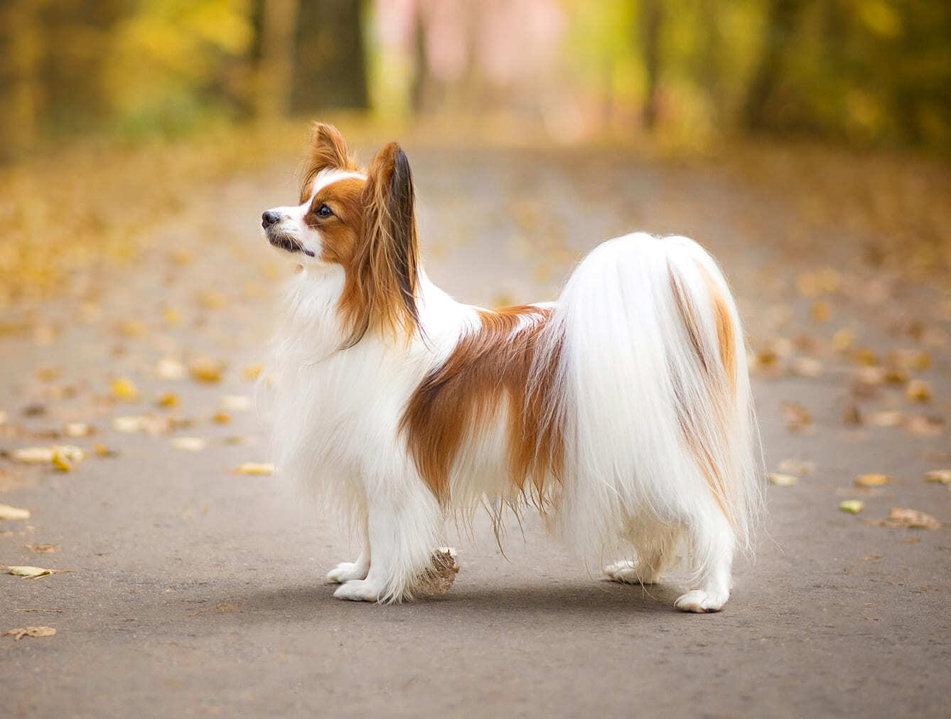 папийон на осенней аллее