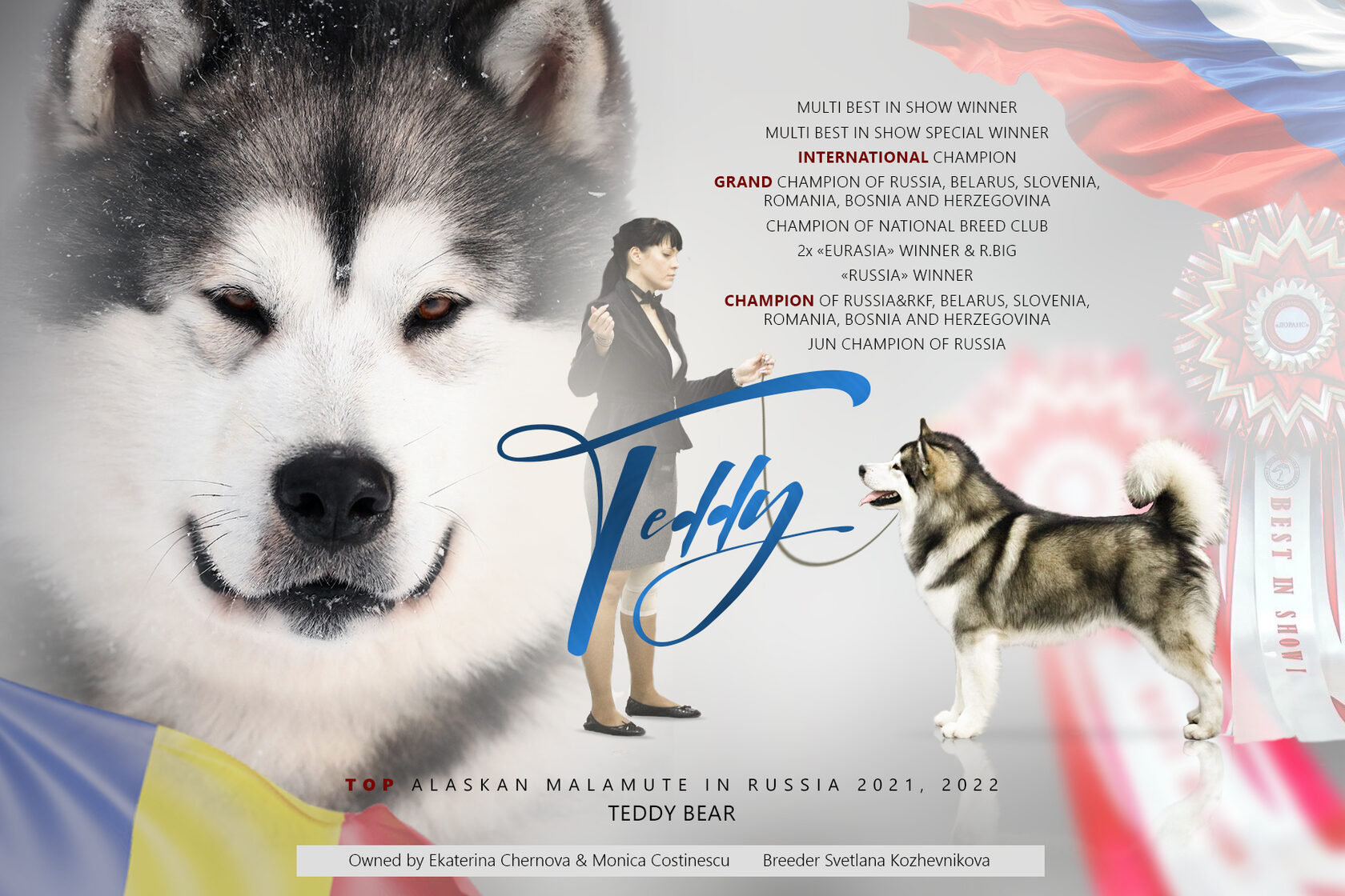 Teddy Bear — Alaskan Malamute Champion