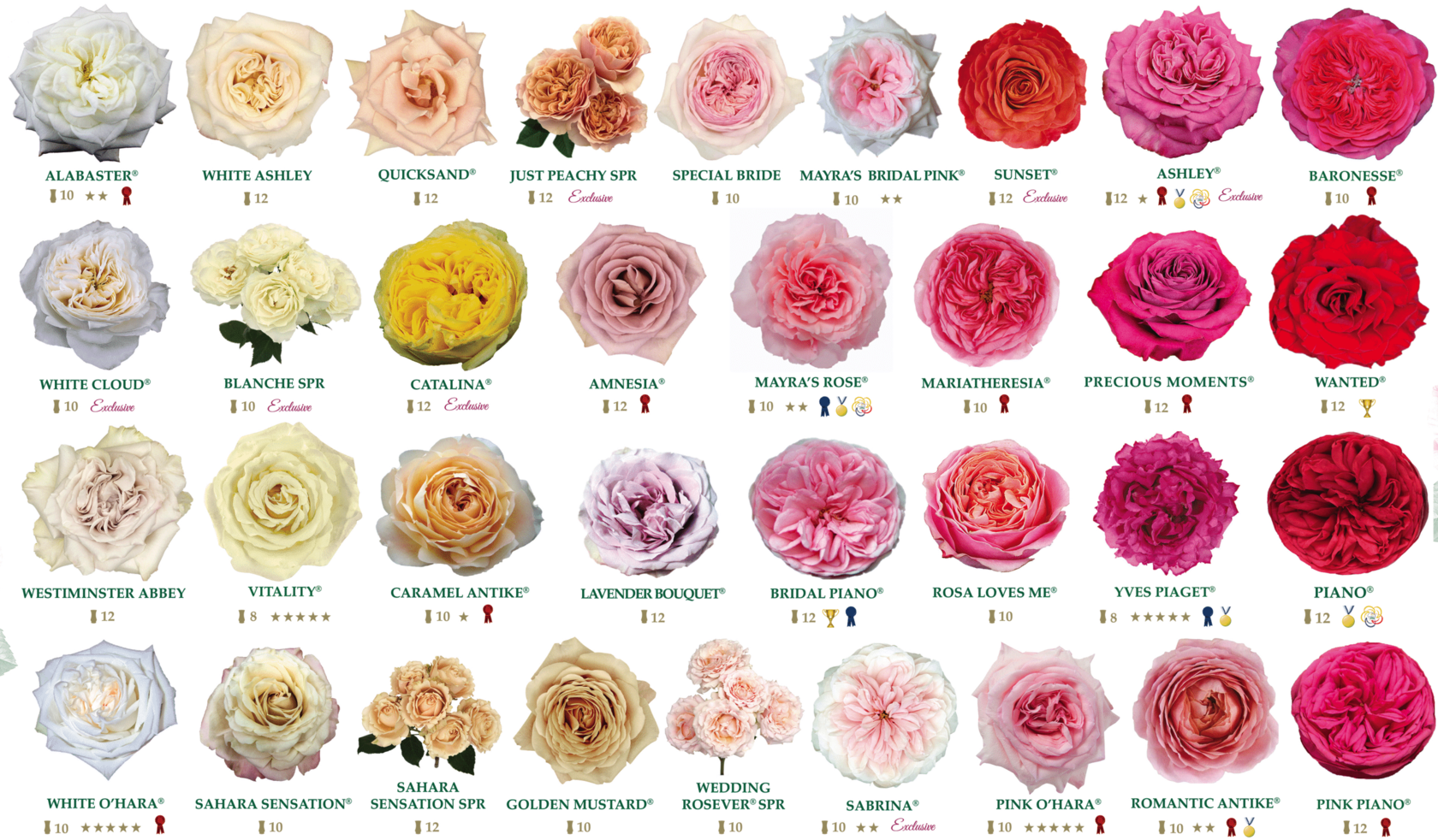 Разновидности садовых роз: теперь вы точно не запутаетесь