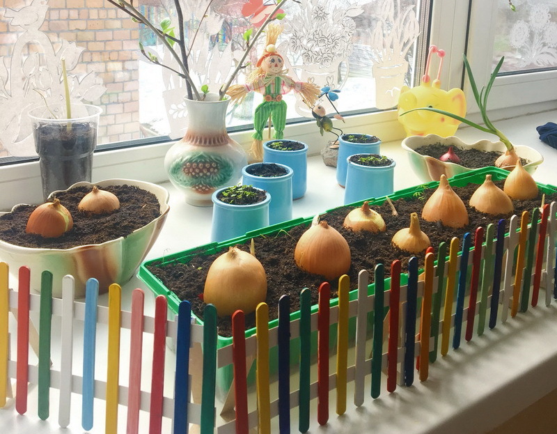 Огород на окошке в детском саду-школе «Согласие» фото 1