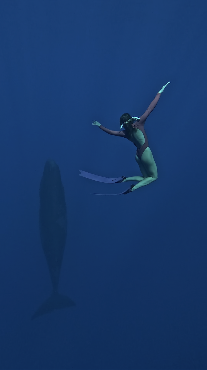 Плавание с китами на Маврикии