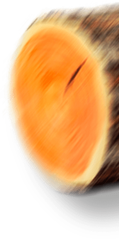 дубовое бревно