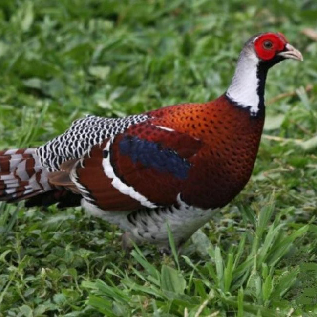 Горный фазан - MosRosa.ru