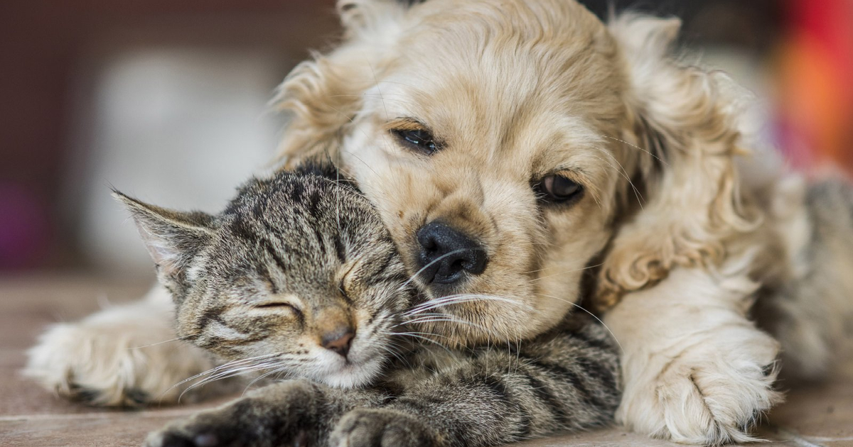 Как эффективно устранить запах мочи в доме: практическое руководство