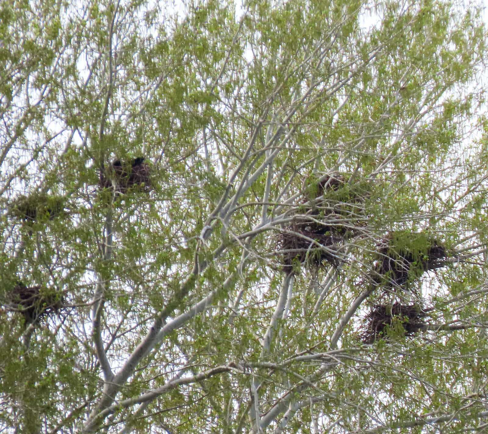 Грачи, Байкальский заповедник