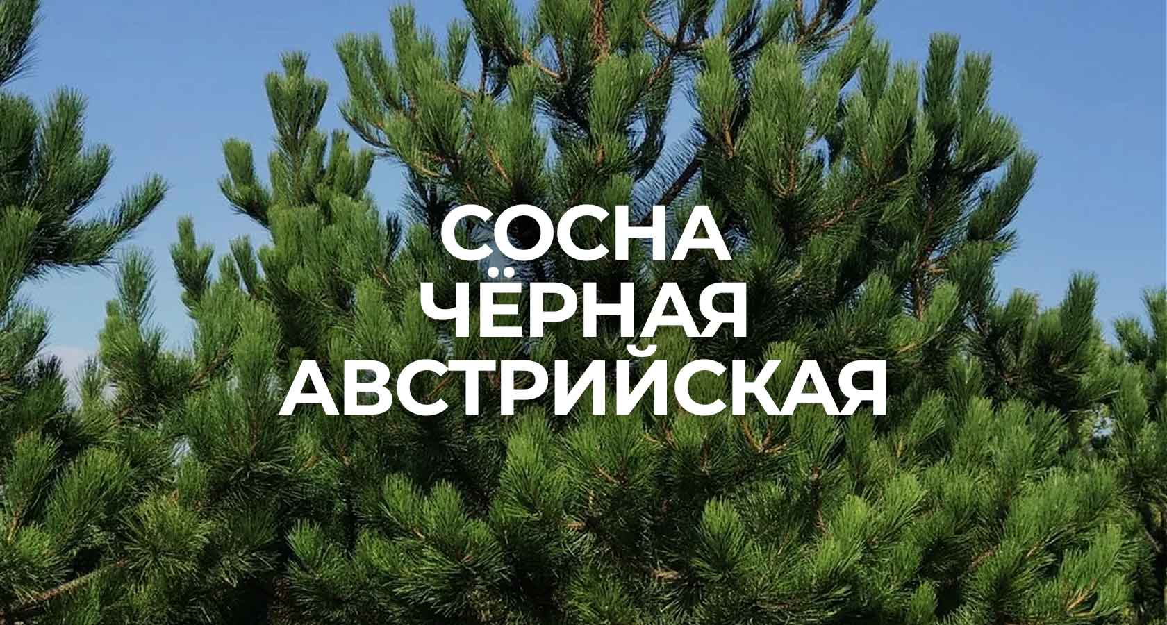 Сосна Черная Австрийская - купить из питомника в СПб, по цене от 2600 р.