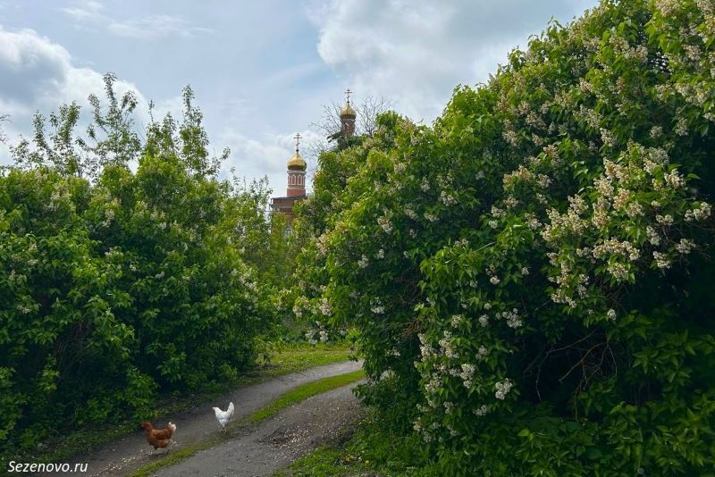 Цветущая сирень в селе Сезёново Лебедянского района (май 2024)