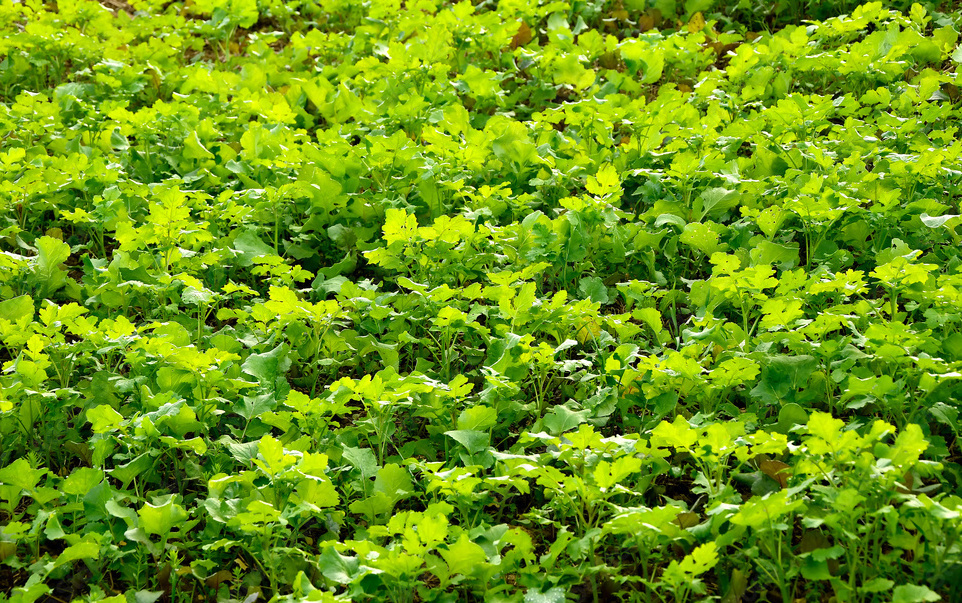 Осенние сидераты: что посеять для улучшения почвы