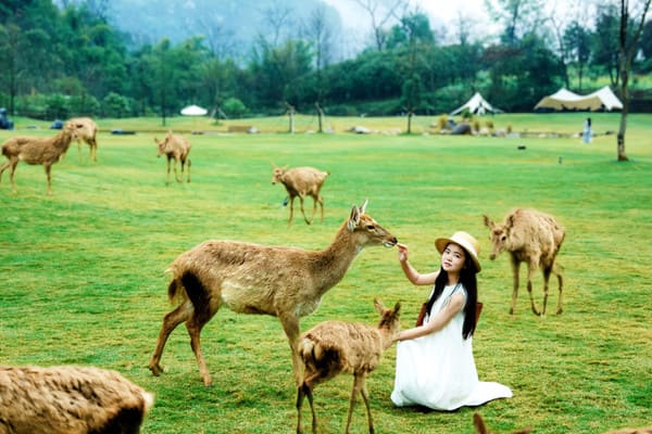 China. Ancient towns, «Avatar» mountains and a hotel with deer