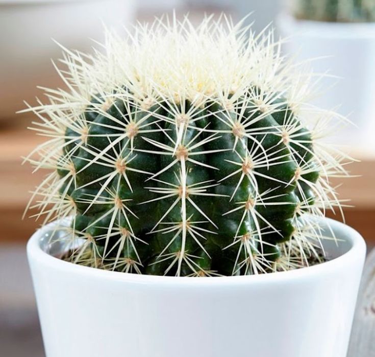 Succulent in ceramic pot