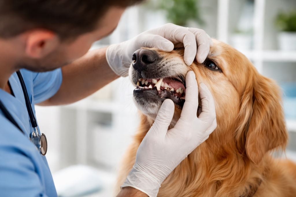 кариес у собак