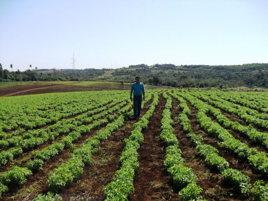 Хозяйство уругвая. Уругвай сельское хозяйство. Уругвай сельское хозяйство. Пампа аргентина сельское хозяйство. Сельское хозяйство венесуэлы.