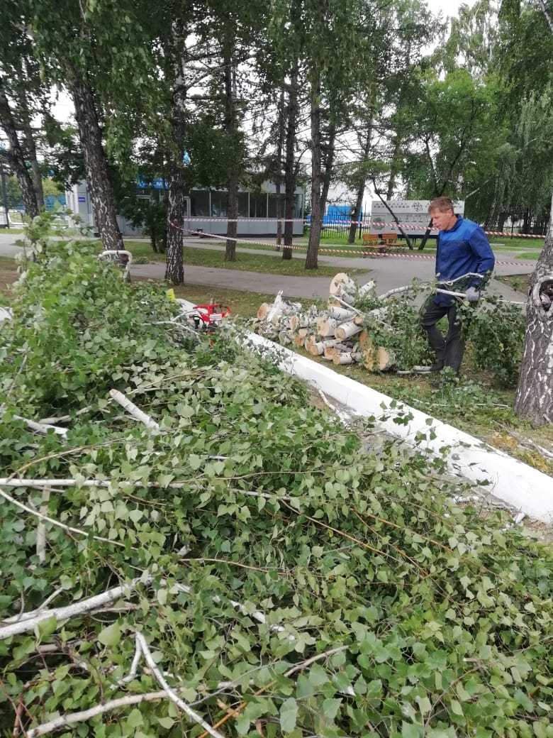 Примеры спиливания деревьев в Новосибирске