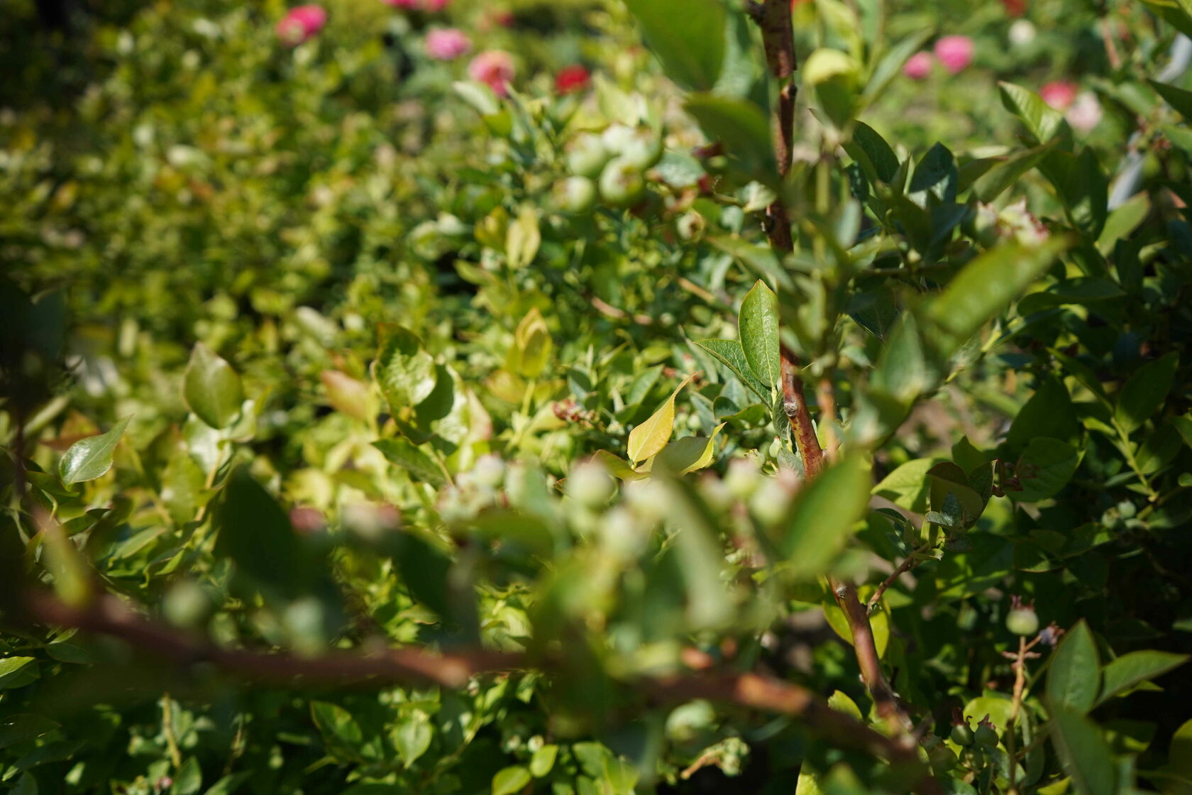 питомник королева сада саженцы