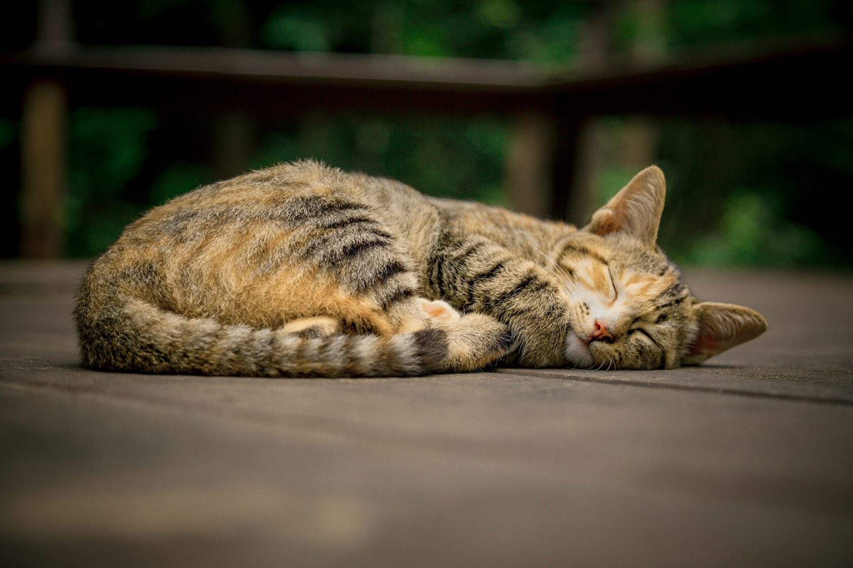 Кошка Лея спит