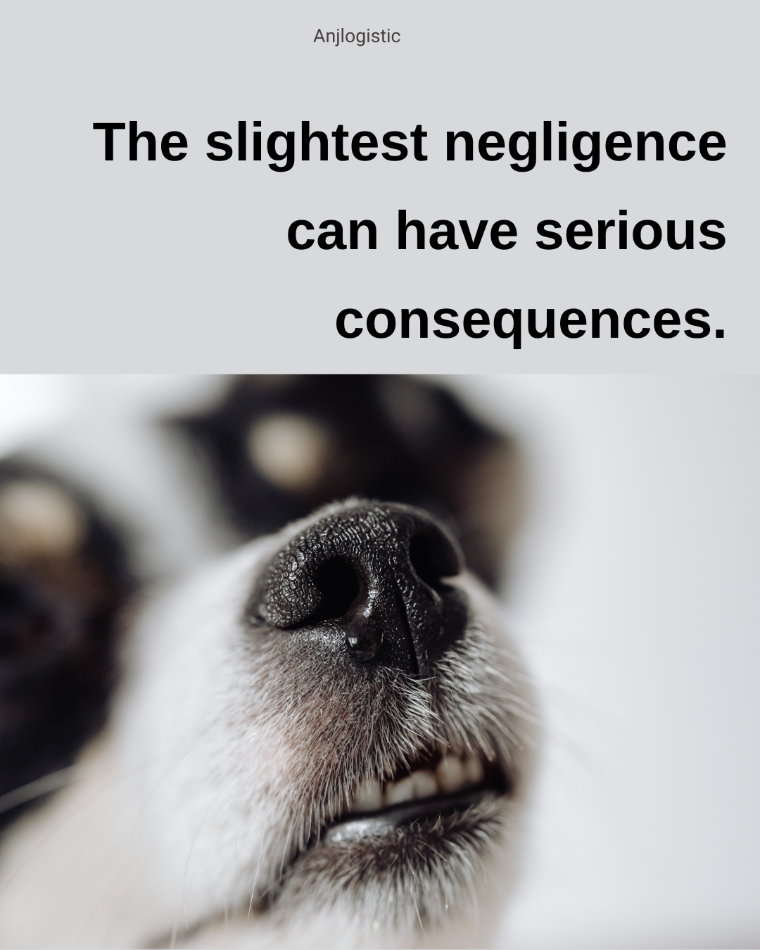 Confirmed rabies in a dog in Germany, investigation into entry into the EU