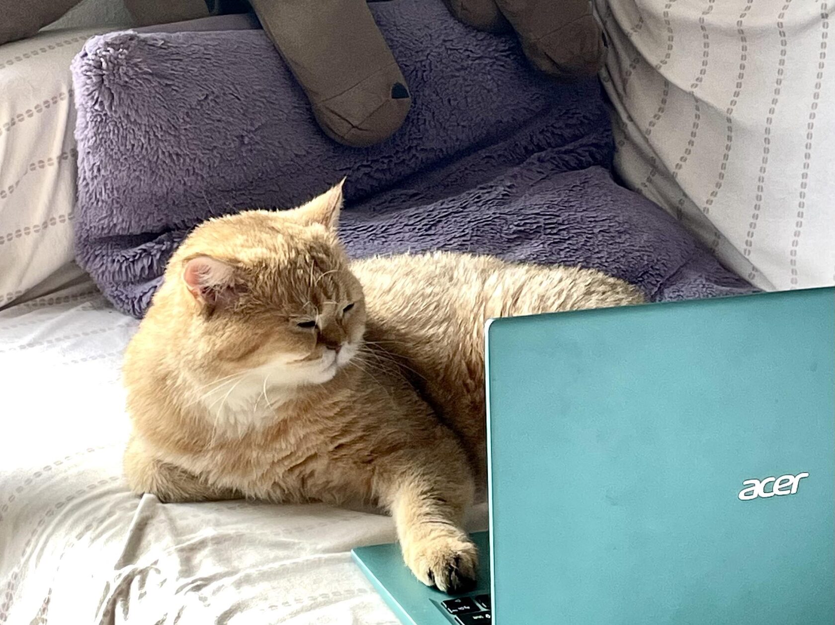 Cat who knows for sure how to choose an seo company