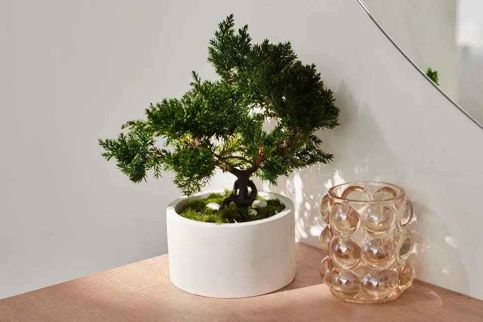 Juniperus Nana