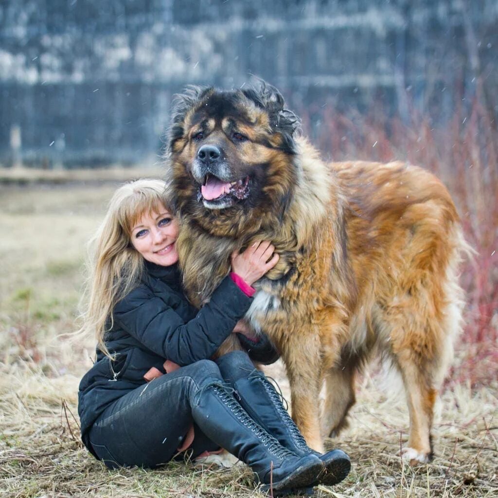 Леонбергер собака фото рядом с человеком