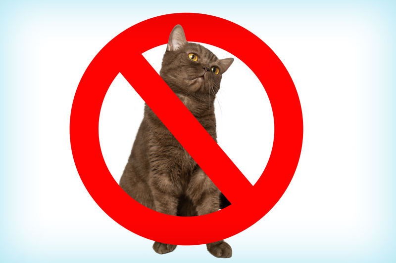 Аллергический конъюнктивит — лечение