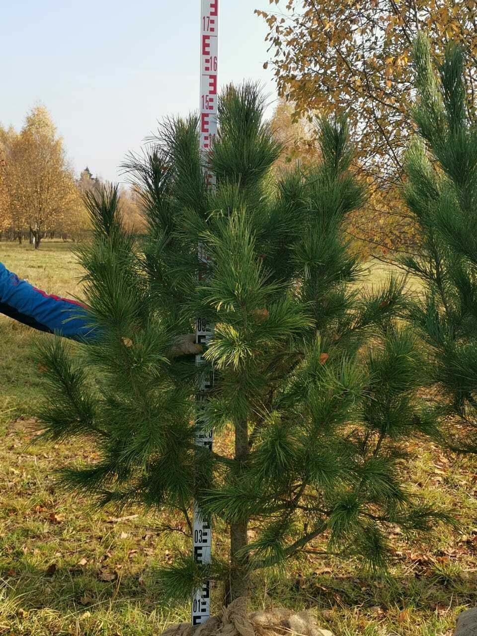 Саженцы Сосны Купить